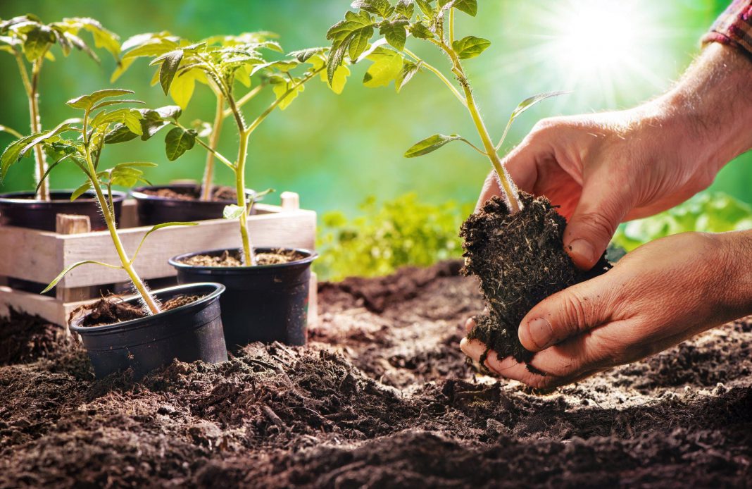 Photography is an appealing hobby because there's no barrier to entry; 7 Beginner Gardener Mistakes in Growing Vegetables | HomesFornh