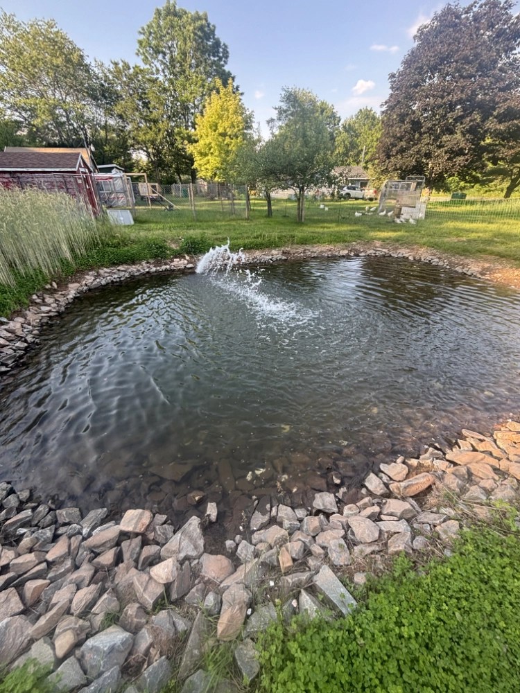 The Pond