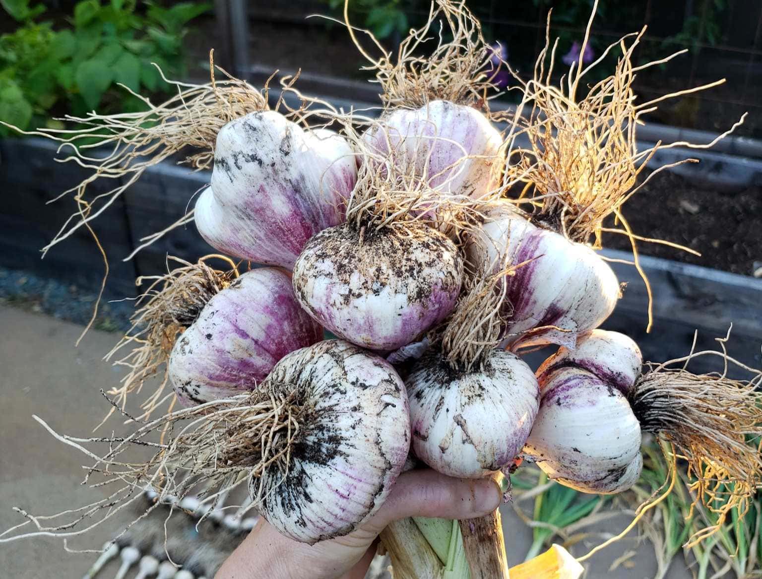 How to Grow Garlic Seeds, Varieties, Harvest, Curing, Storage & More