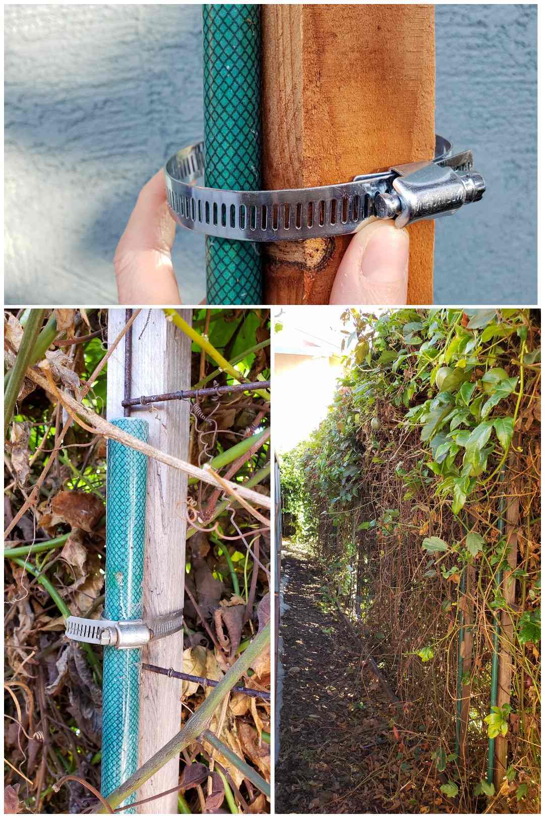 How to Build a Trellis Inexpensive & Easy Designs Homestead and Chill
