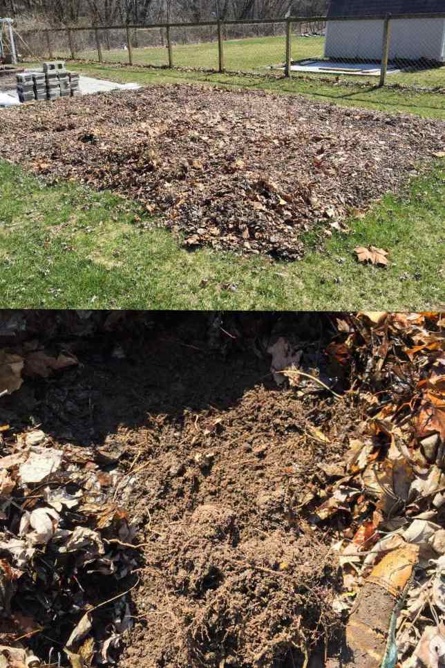 A two way image collage of how to remove grass by deep mulch. The first image shows a large rectangular area cover in a foot or two of fallen leaves. The second image shows underneath the leaves after a number of months have passed, the grass beneath has died with only dead roots left behind.