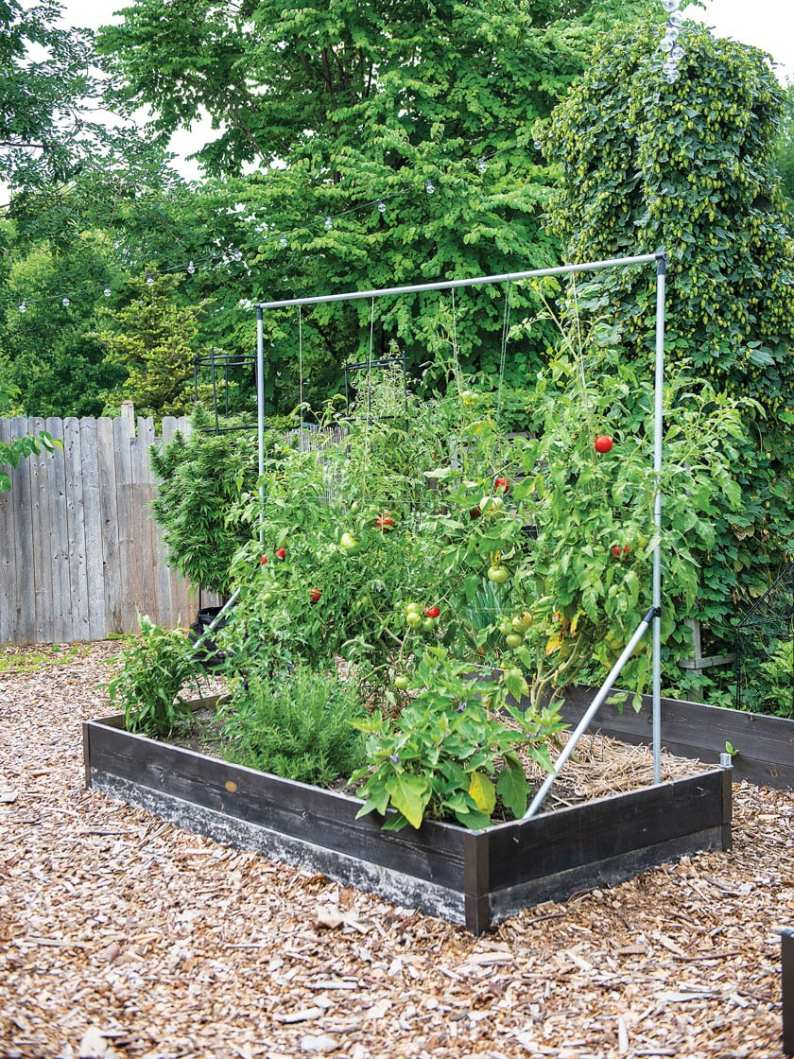 6 Ways to Support or Train Tomatoes Cages, Trellises & More Homestead and Chill