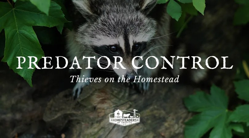 Predator Control: Thieves on the Homestead