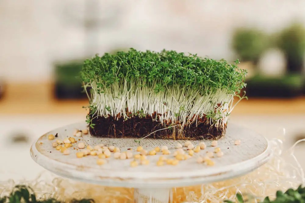 Epic guide to buying microgreen seeds online