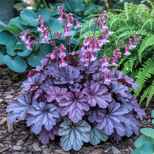 Heuchera is a top shade-loving perennial plant