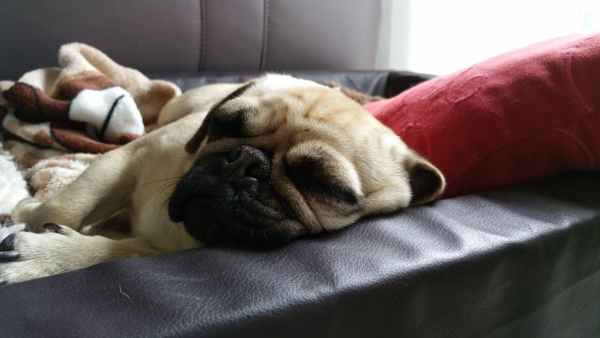 ನಿದ್ದೆಮಾಡುವ ಪಗ್
