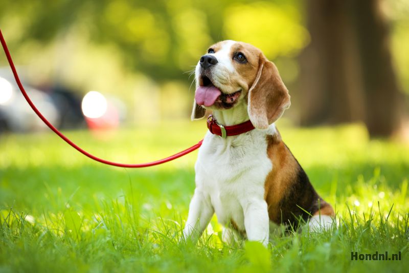 photo Beagle Hond Karakter hond nl