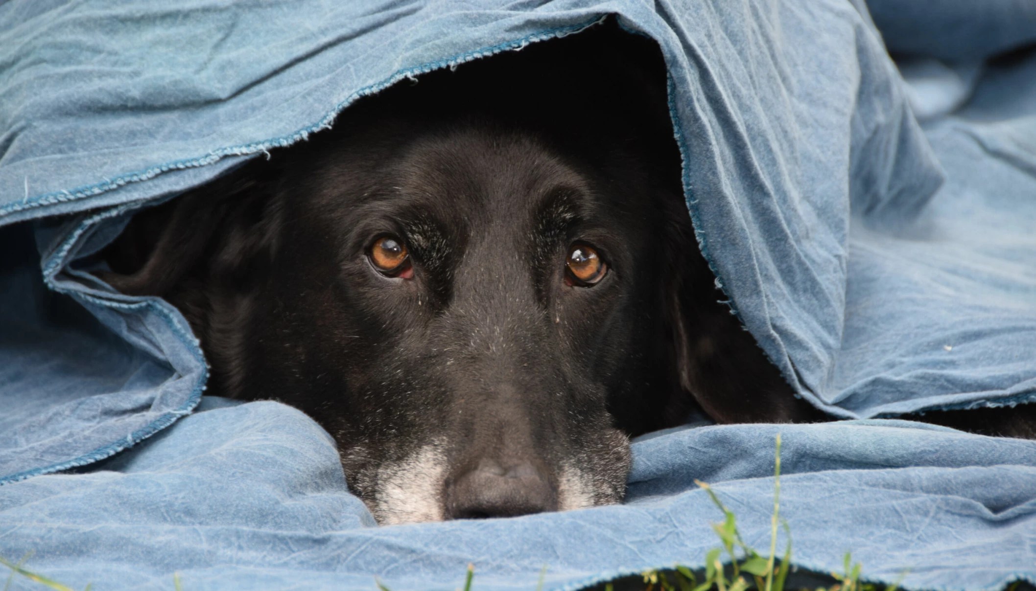 Stor undersøkelse. Her ser du hvilke sykdommer som rammer hunden din