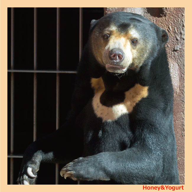 マー子さんのプロフィール