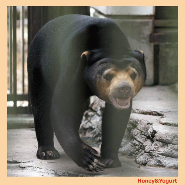 ノアちゃんのプロフィール