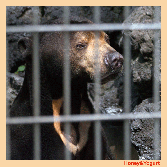 サンディくんのプロフィール