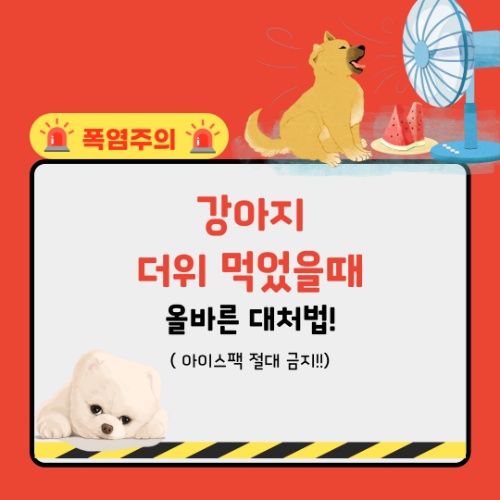 강아지 더위 먹었을때, 아이스팩 절대 금지! 올바른 체온 낮추기 3가지 방법!