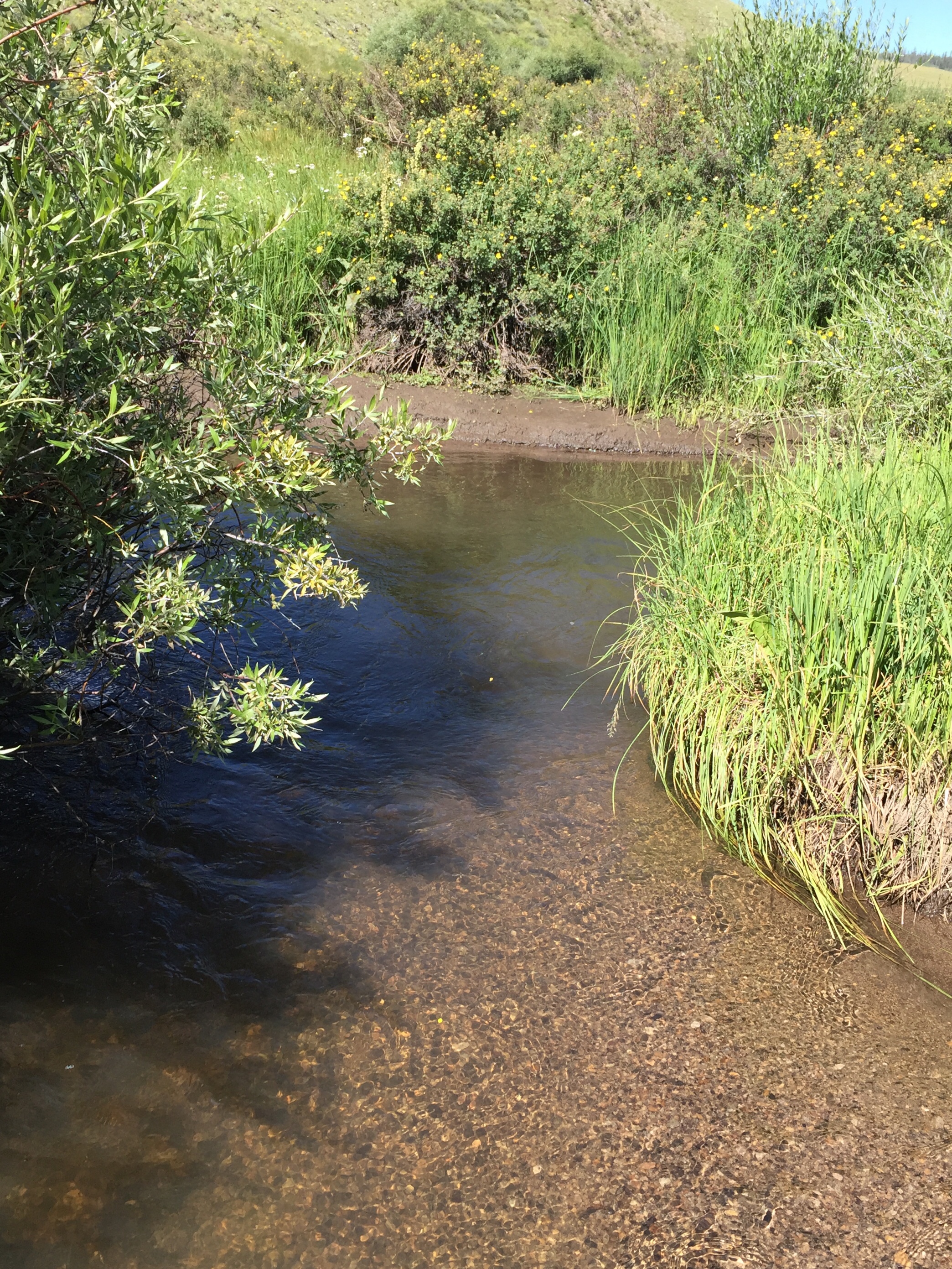 Deep Pool Calls For Nymph
