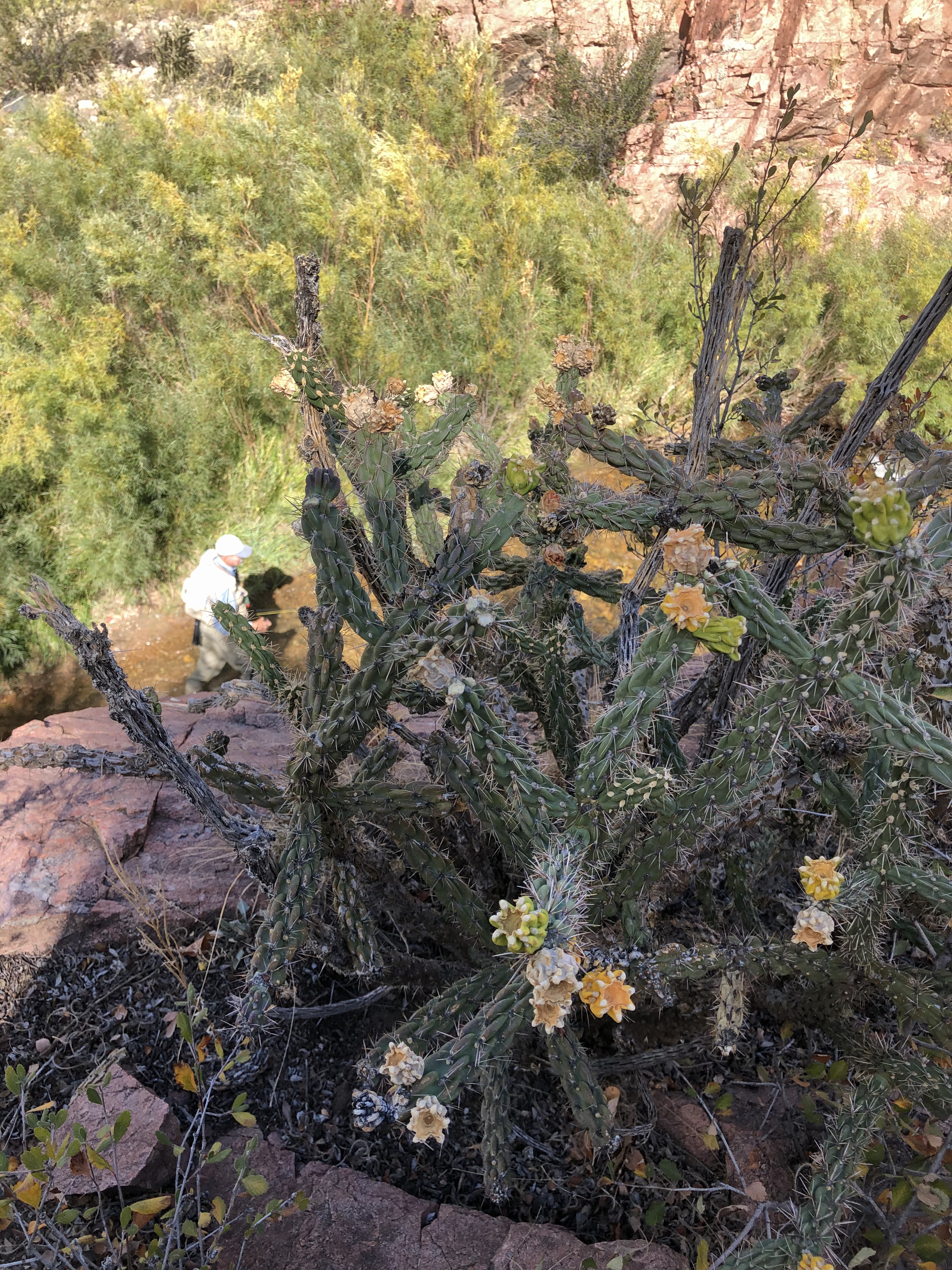 Or The Cholla Annoy Ya