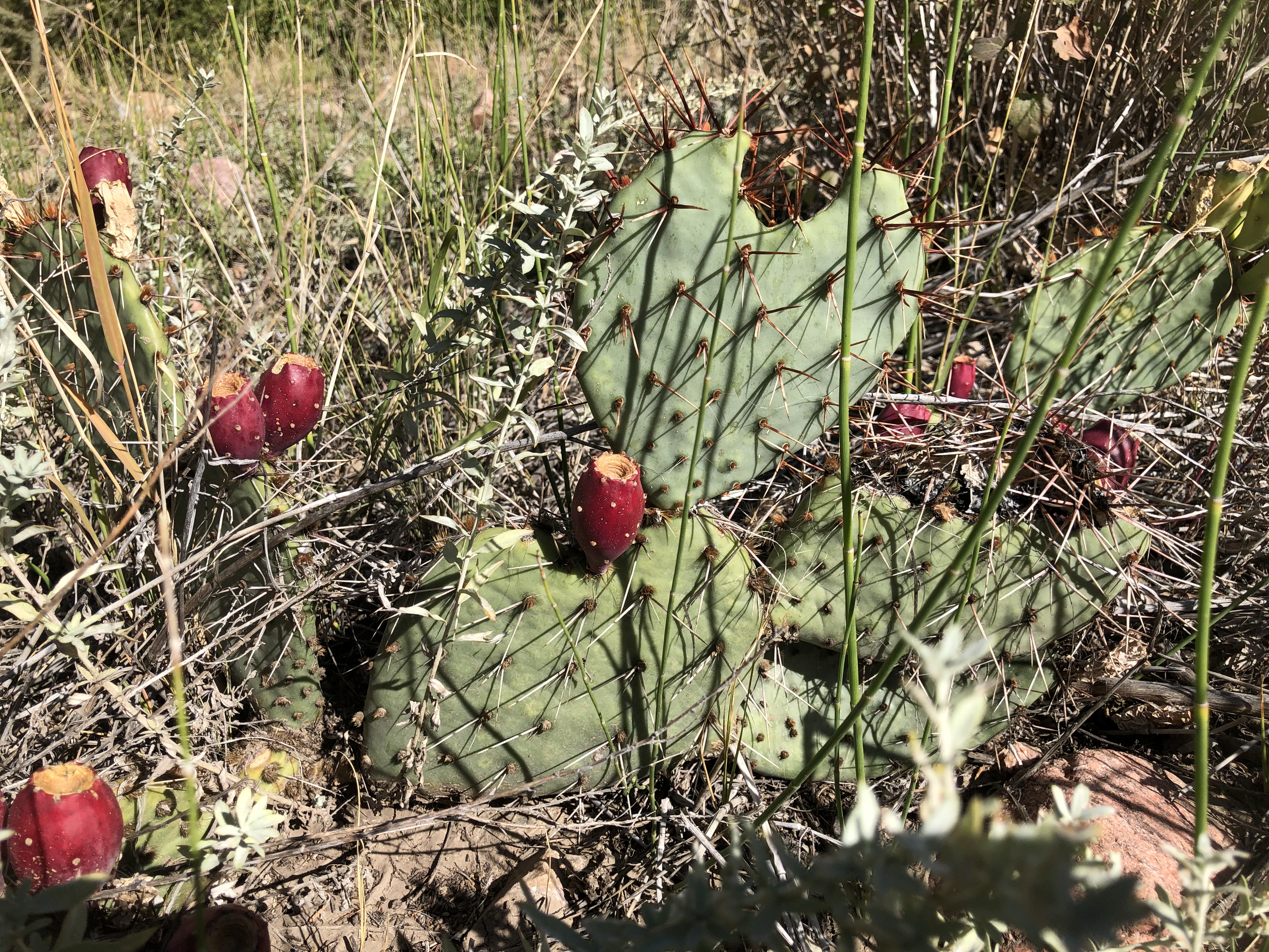 Don't Let The Cactus Grab You