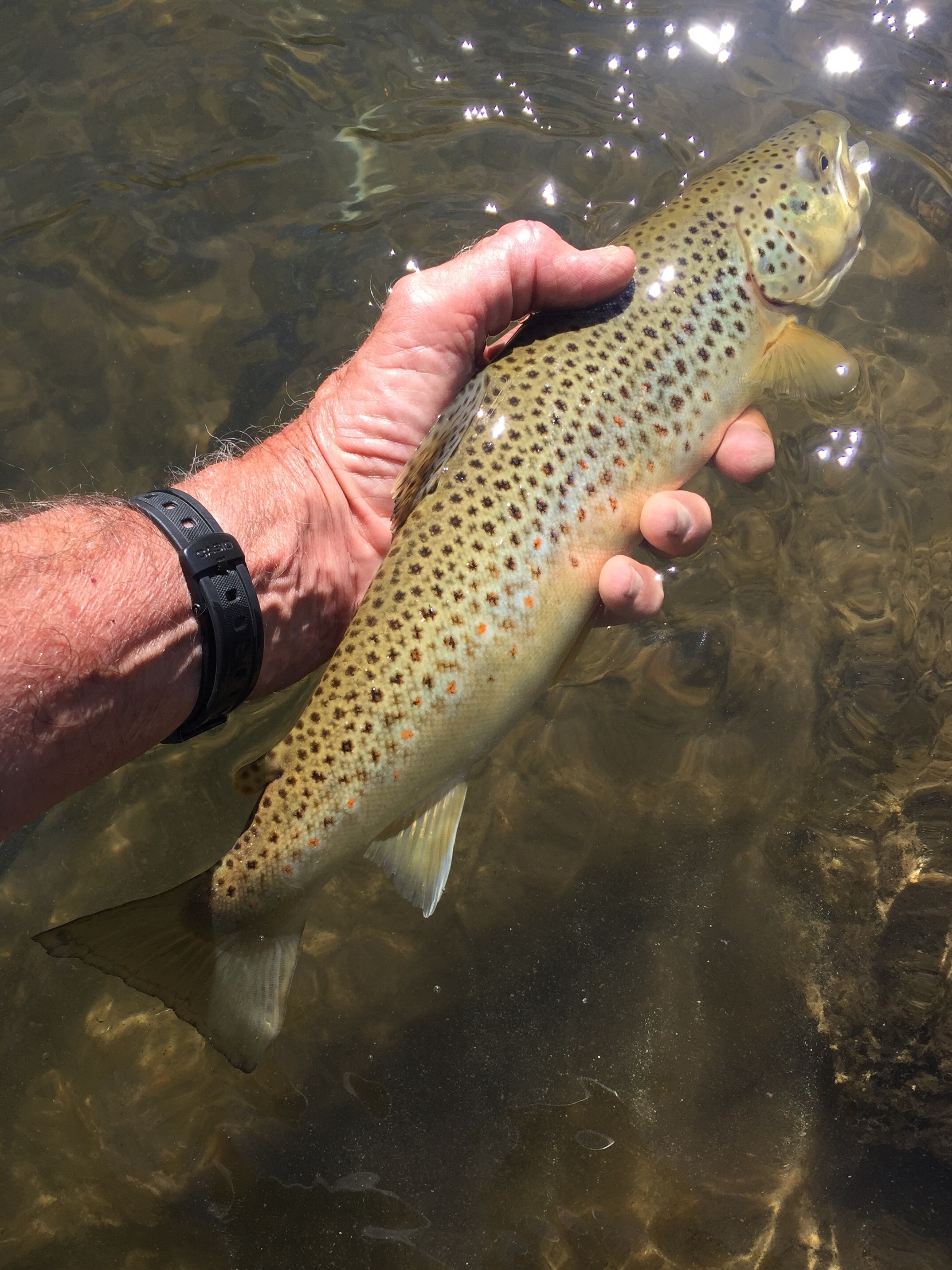 洋書 Trout Hunter: The Way of an Angler Twelve Classic Trout Streams in Michigan: A Handbook for Fly