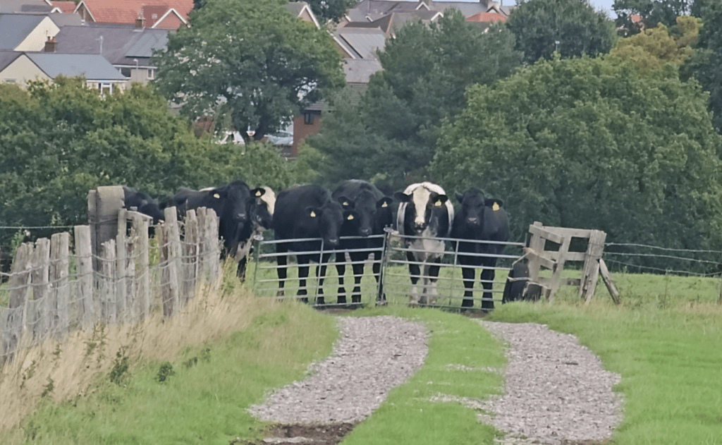 A gang of bloodthirsty cows.