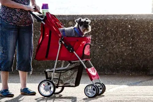 Os principais Signos que tratam os pets como filhos
