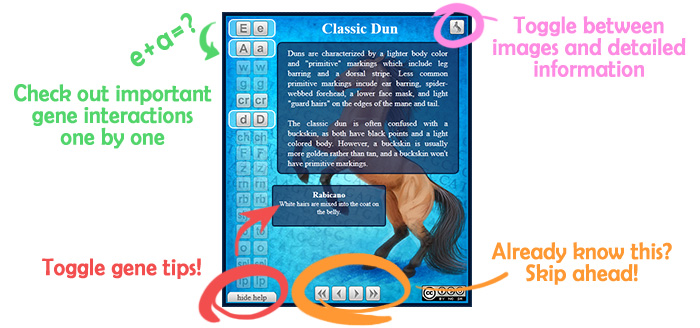 Horse coat color simulator tool. Horse Coat Color Genetics An Introduction
