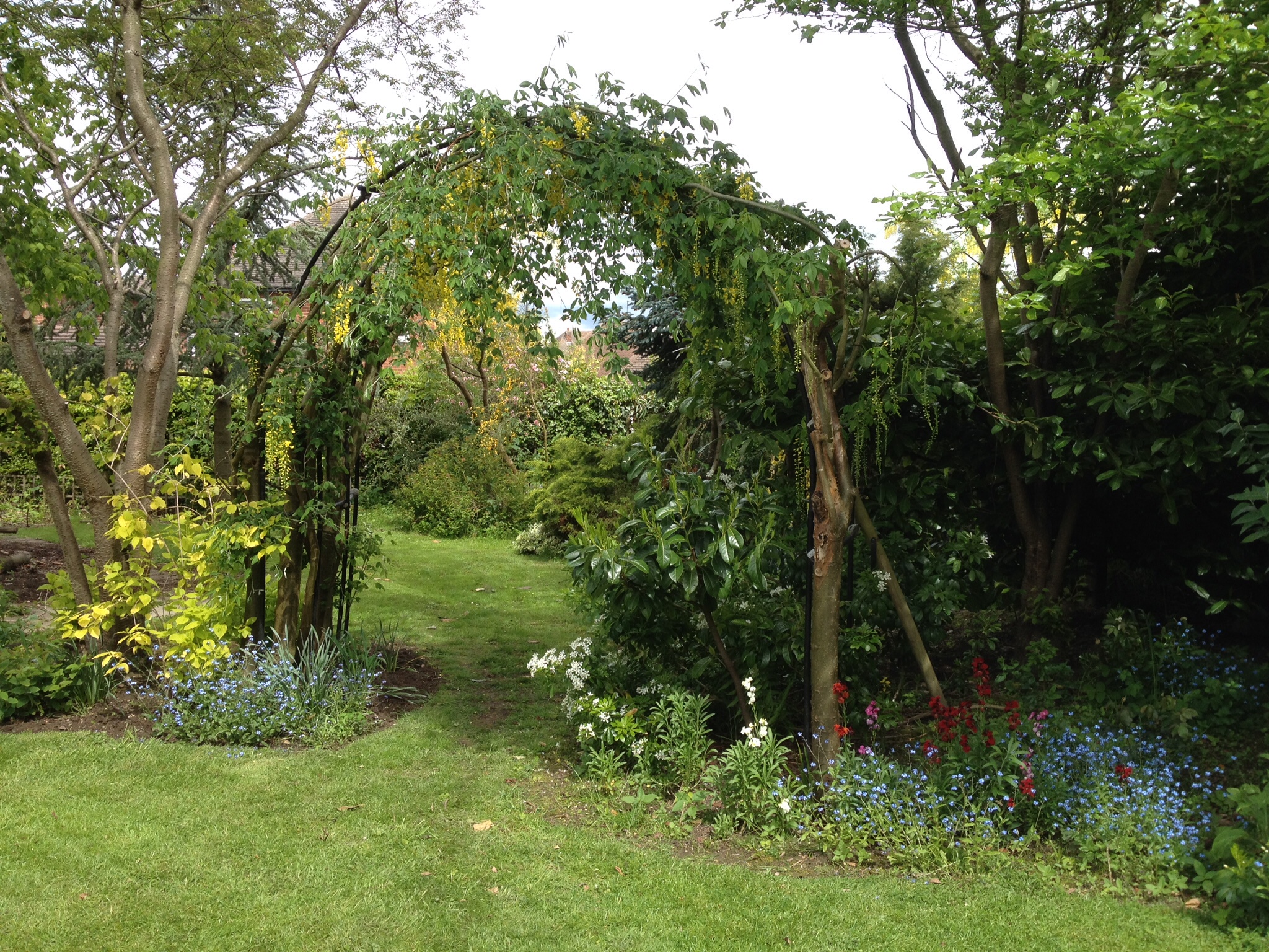 Untidy laburnum arch