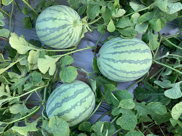 watermelon
