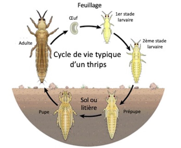 Cycle thrips