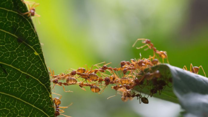 fourmis