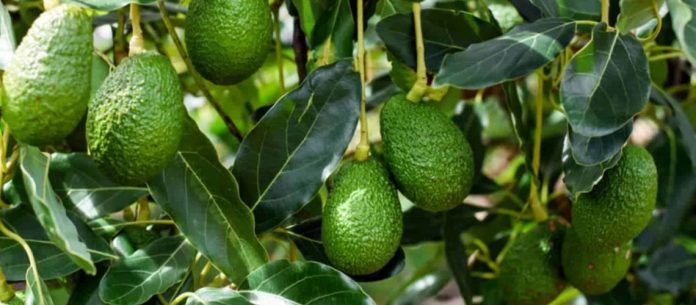 Avocat