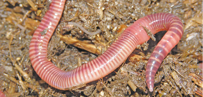 Earthworms vs. Microplastics: The Soil's Secret Weapon! (2026)