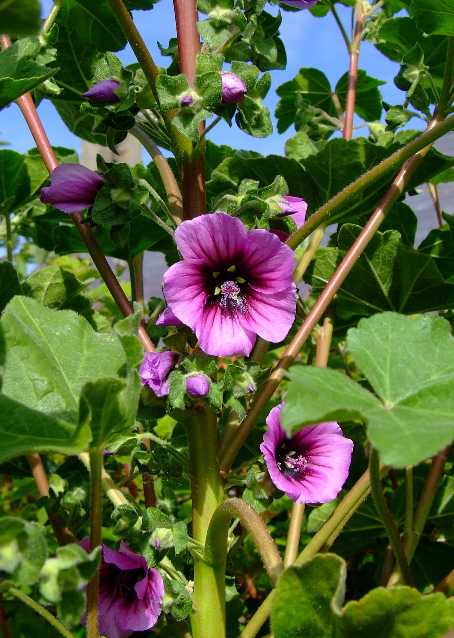 Rose Mallow Wildflower Seeds Lavatera Trimestris Packet To Bulk