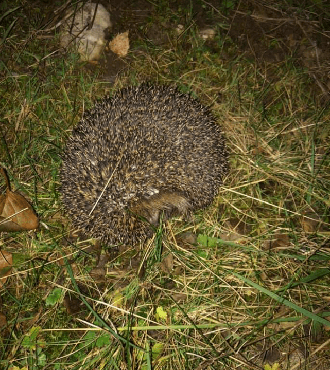 Waldmaus Photos Royalty Free Images Graphics Vectors Videos Adobe Stock