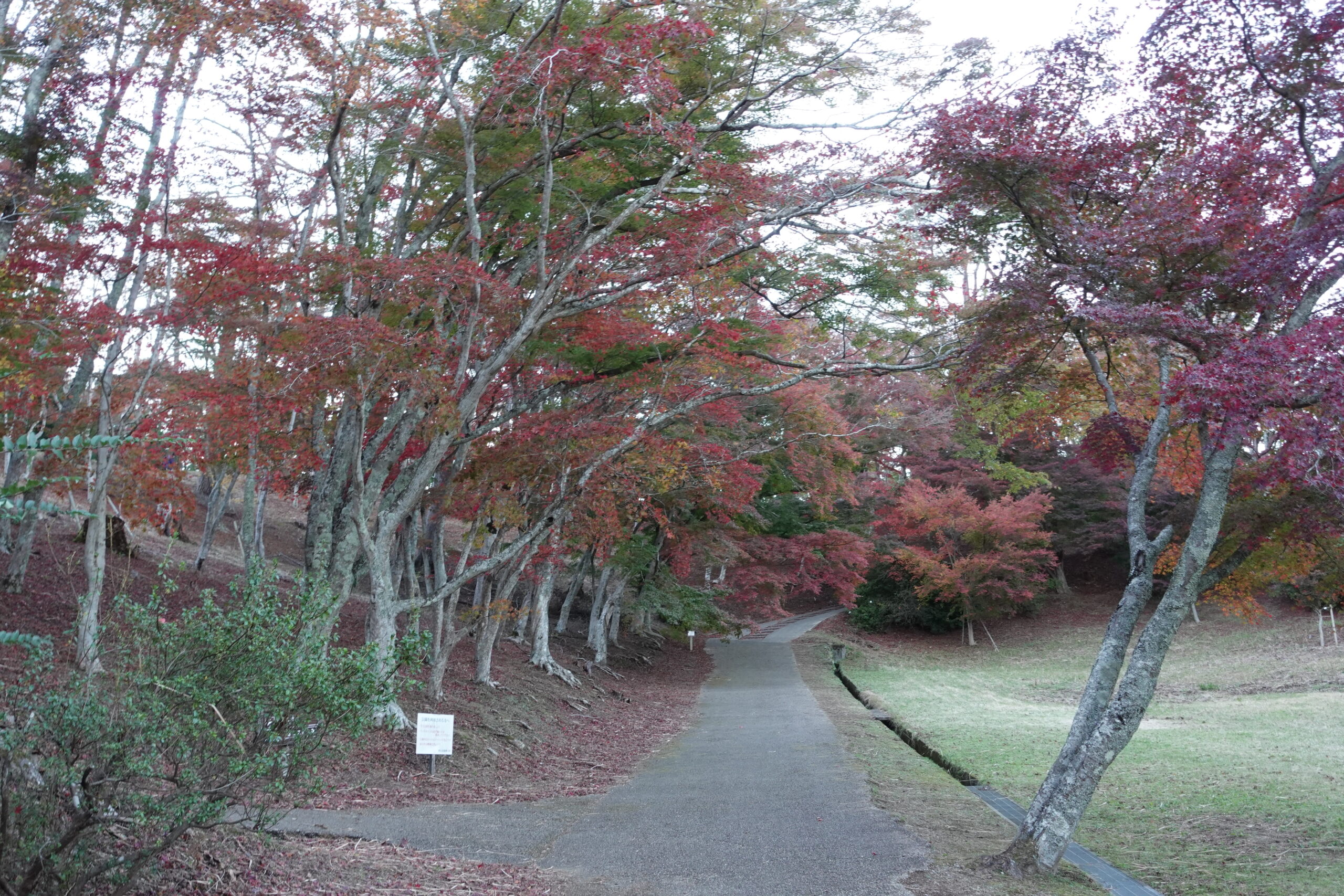 DSC01371