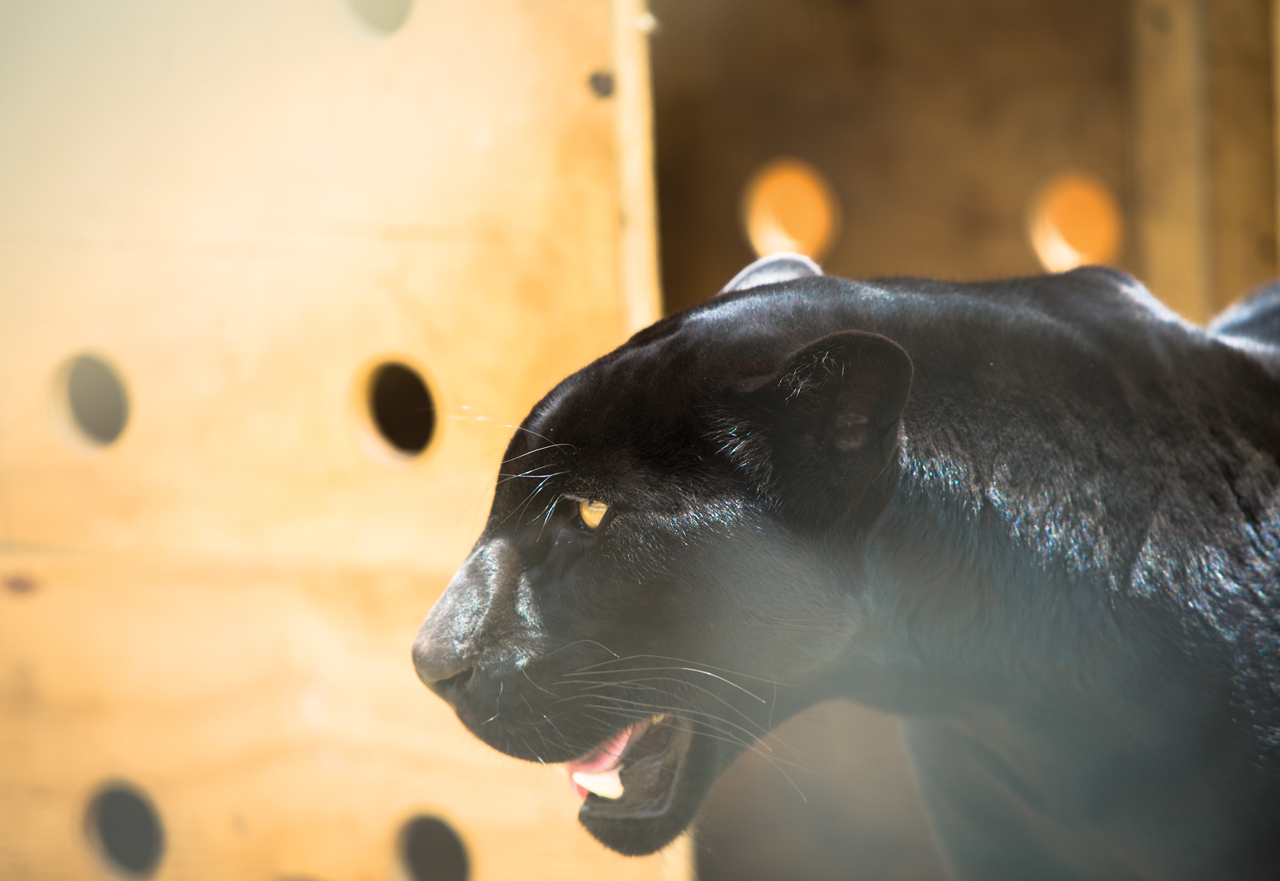 Black Jaguar White Tiger Foundation