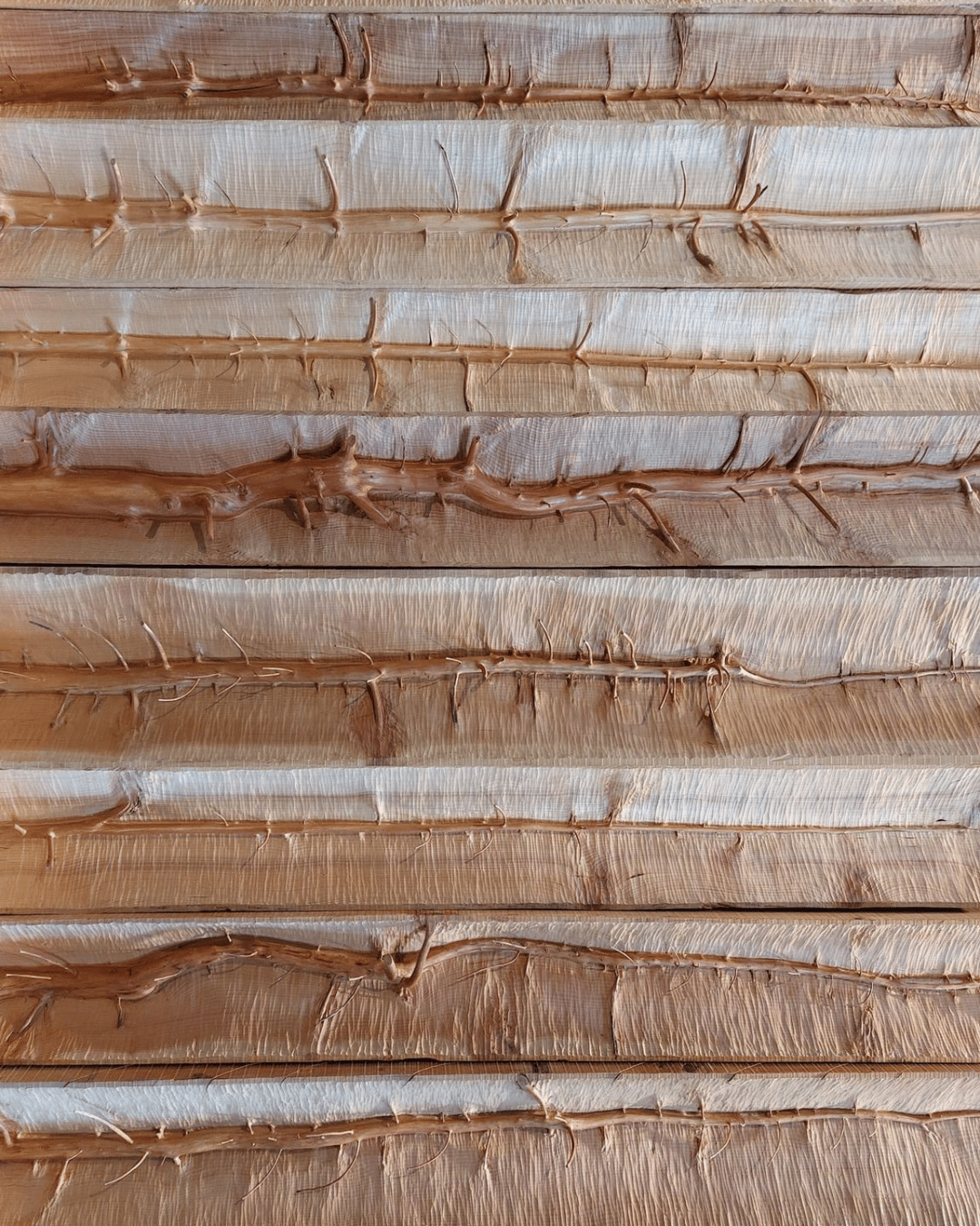Giuseppe Penone Has Been Listening To Trees For More Than 50 Years Giuseppe Penone Has Been Listening To Trees For More Than 50 Years - 6-3