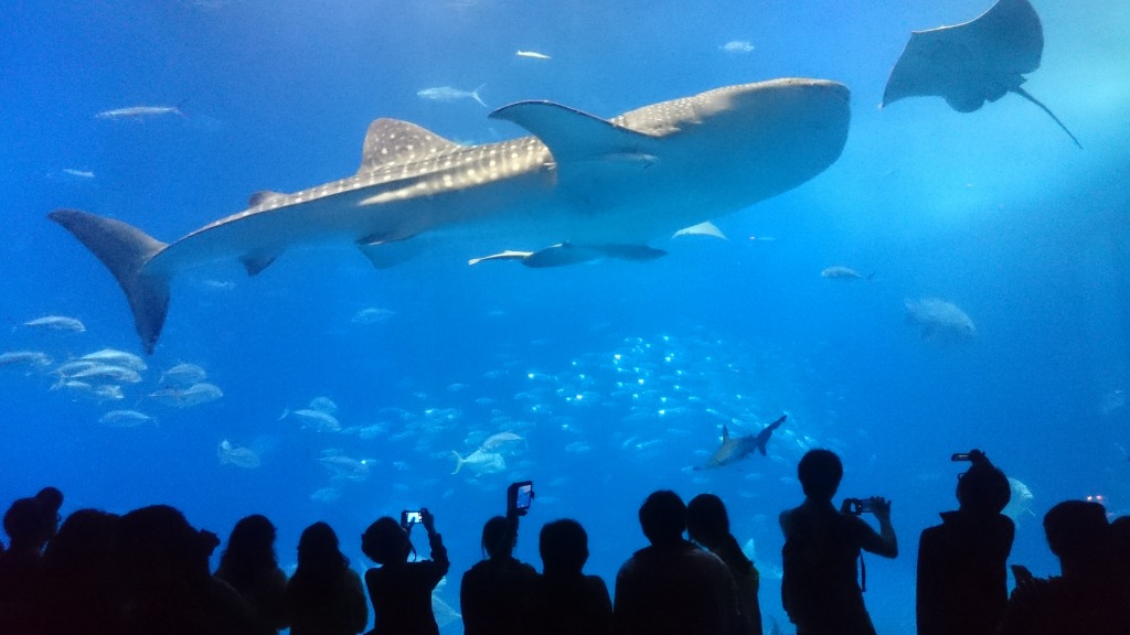 水族館人気トップ！美ら海水族館と本部町宿泊状況