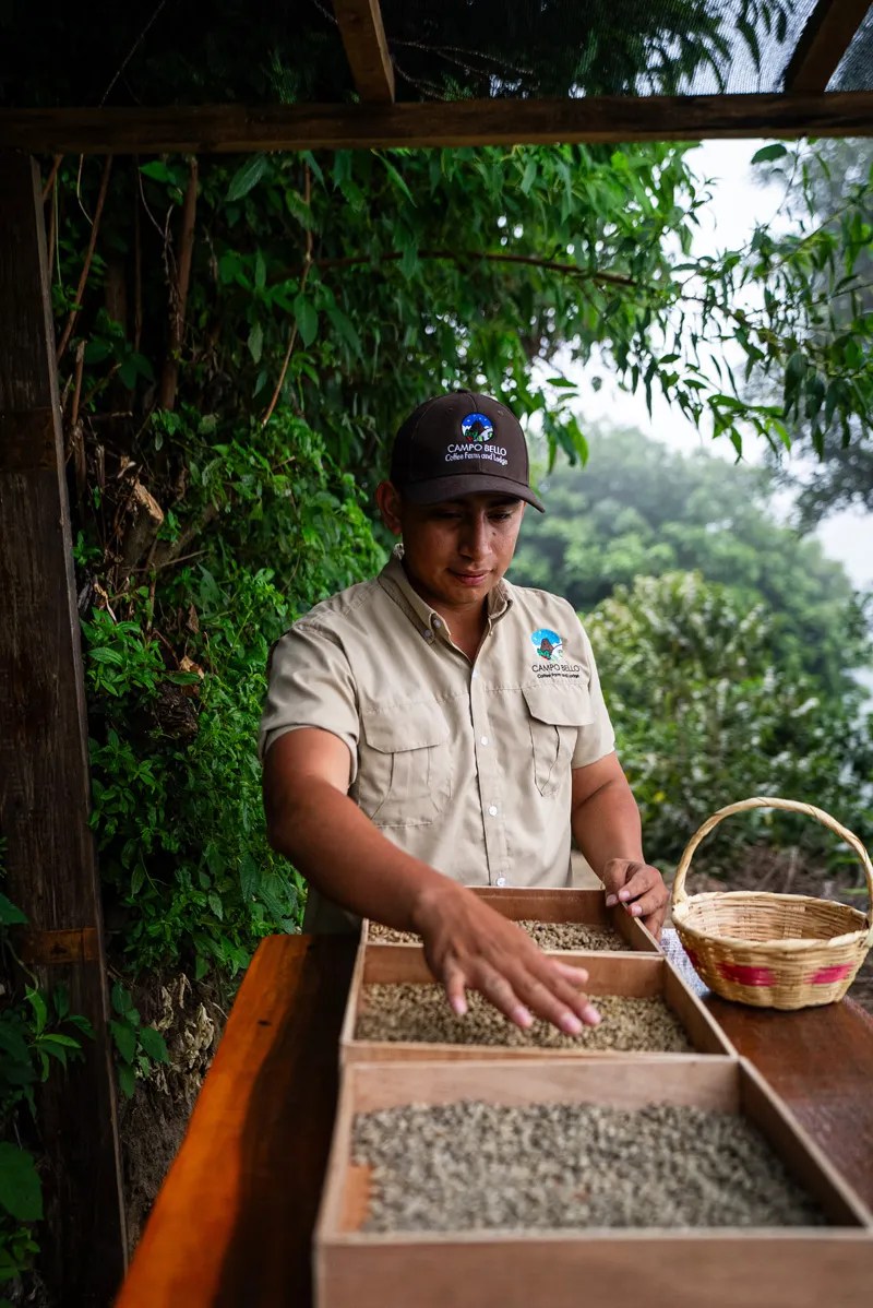 Trabajador local clasificando cuidadosamente granos de café verde en bandejas de madera dentro de una finca en El Salvador.