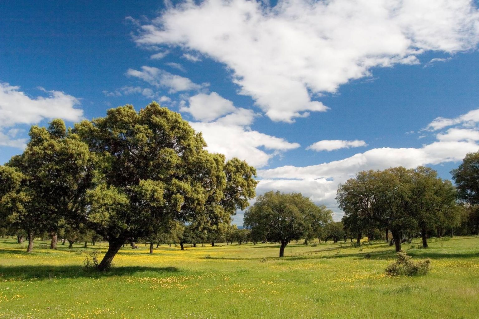 Dehesa Extremadura © agforward.eu