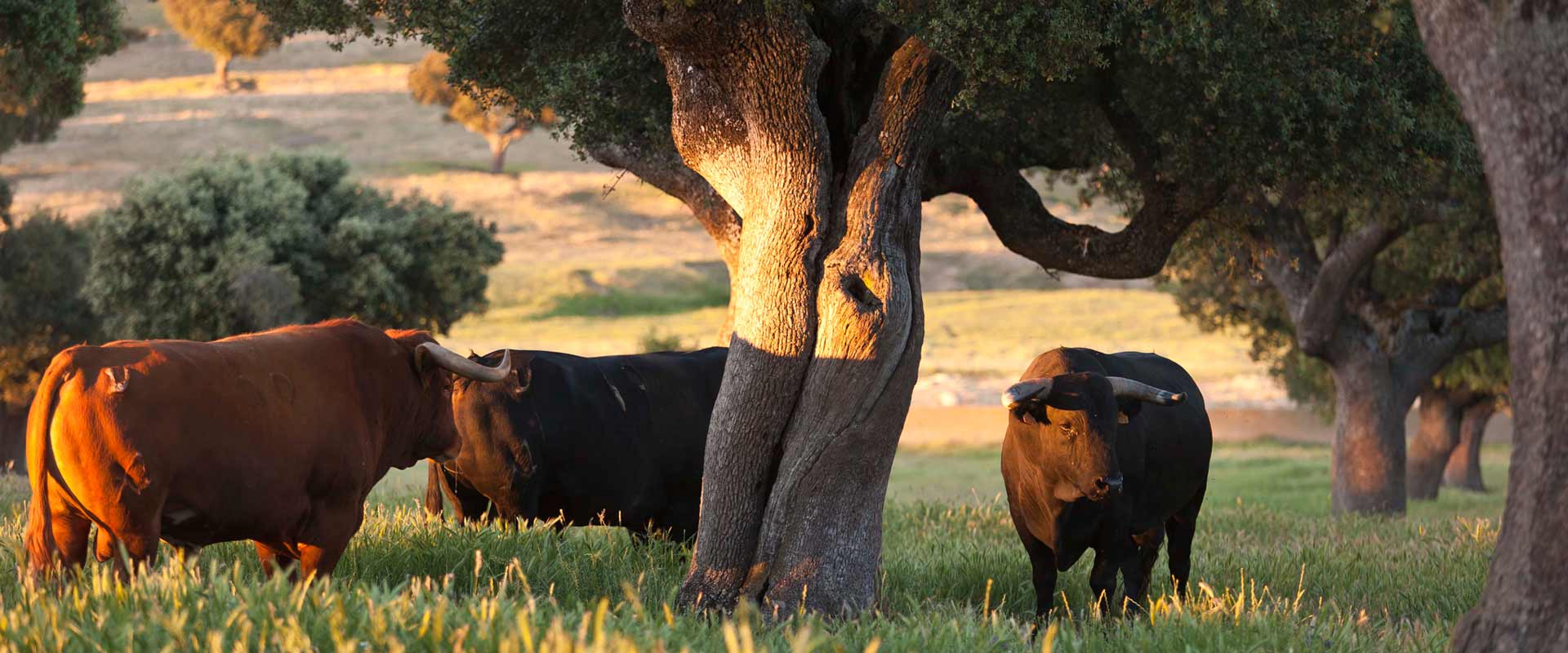 Dehesa Extremadura