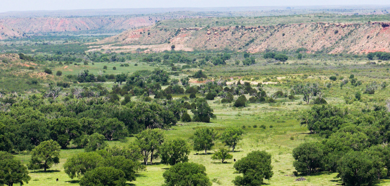 Patriot Citizen Donates 850 Trees To Yobe Hospital