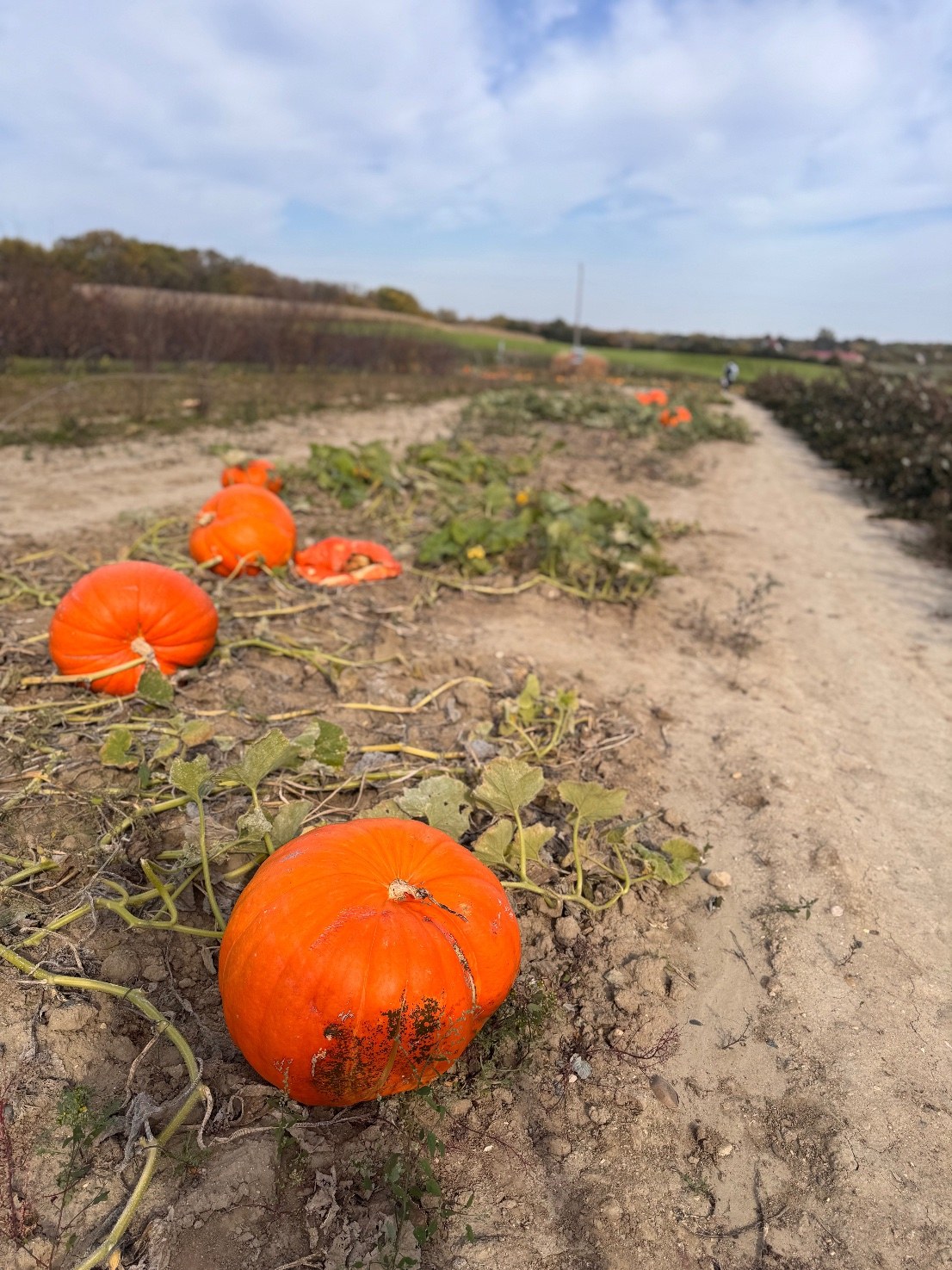 Rows of orange pumpkins still on the vine at a u-pick pumpkin patch in Minnesota, one of the best fall activities for toddlers.