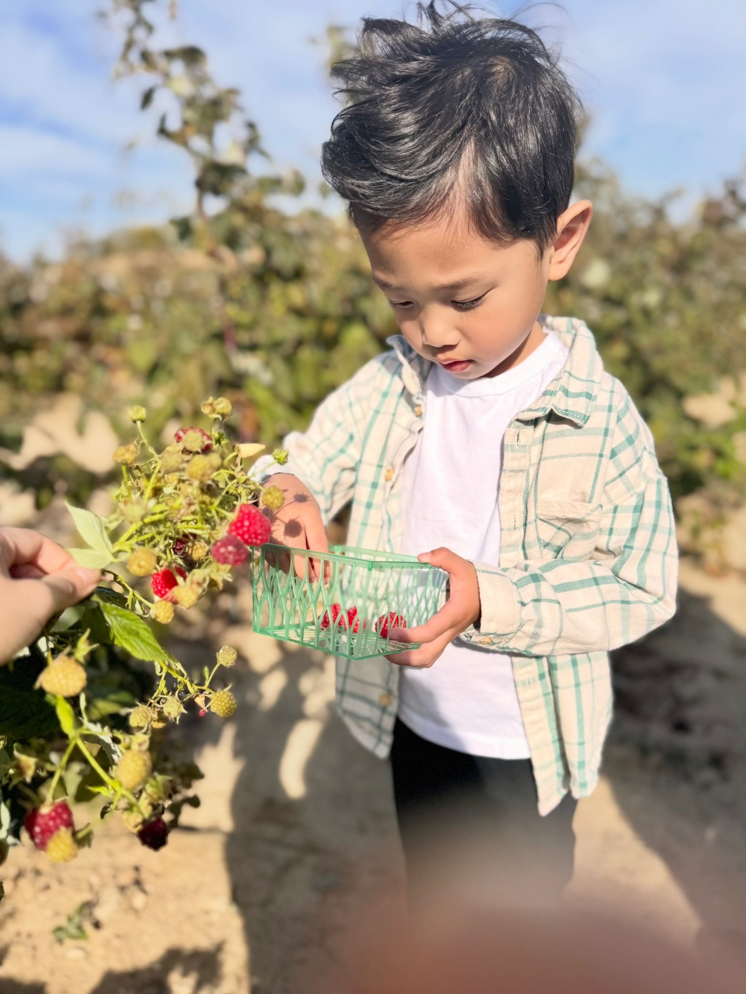 A young boy picking ripe raspberries into a small green basket during late-season raspberry picking at a u-pick farm.