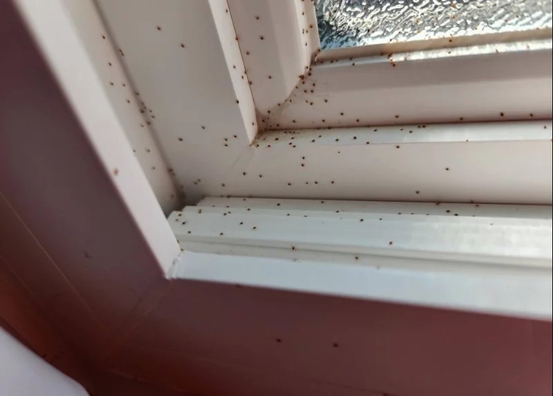 Strange tiny red bugs in your window everything to know!