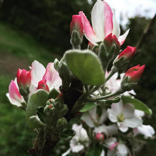The apple tree is flowering! And I thought I had a black thumb ... (let's not talk about the plum tree)