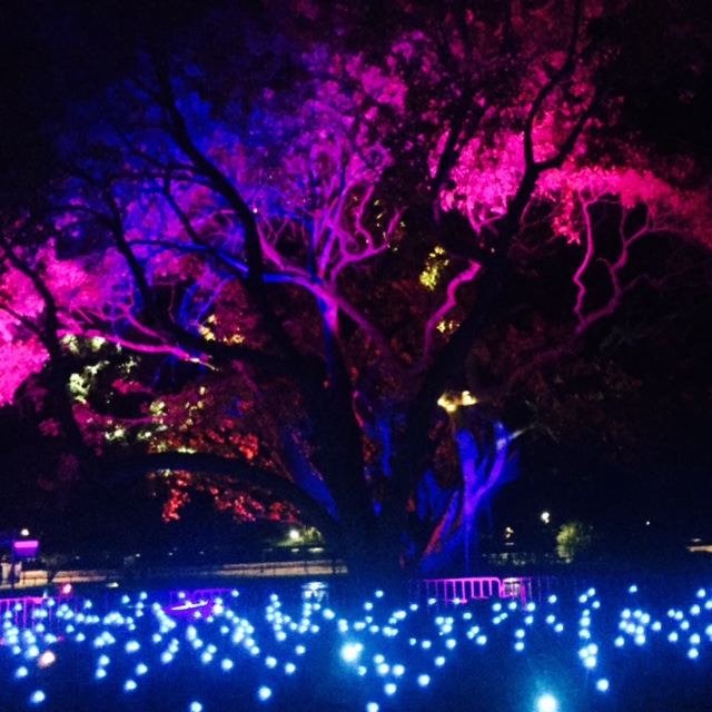 Gorgeous tree lights in the Botanic Gardens