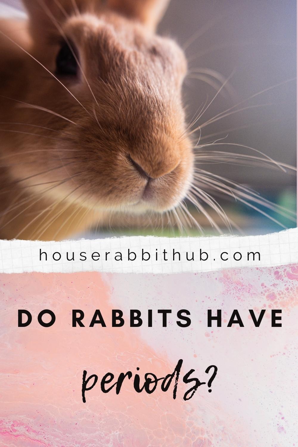 Do rabbits have periods?
