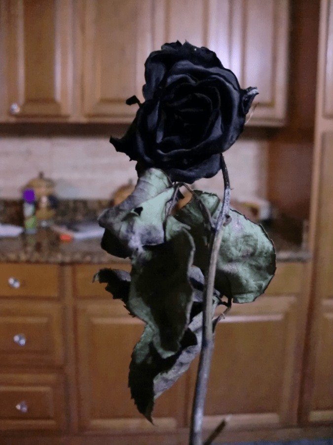 Good garden hygiene is important for treating black spot roses. Black Rose House Tropical