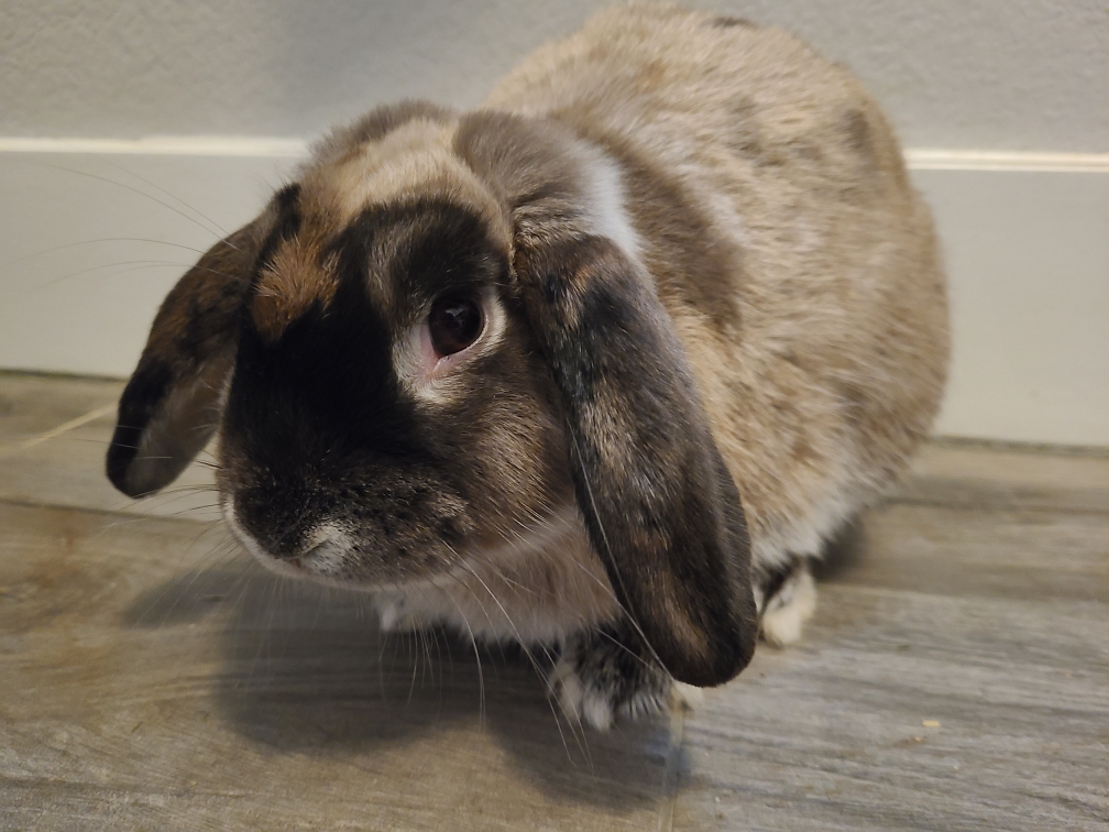 Houston Rabbit Resource