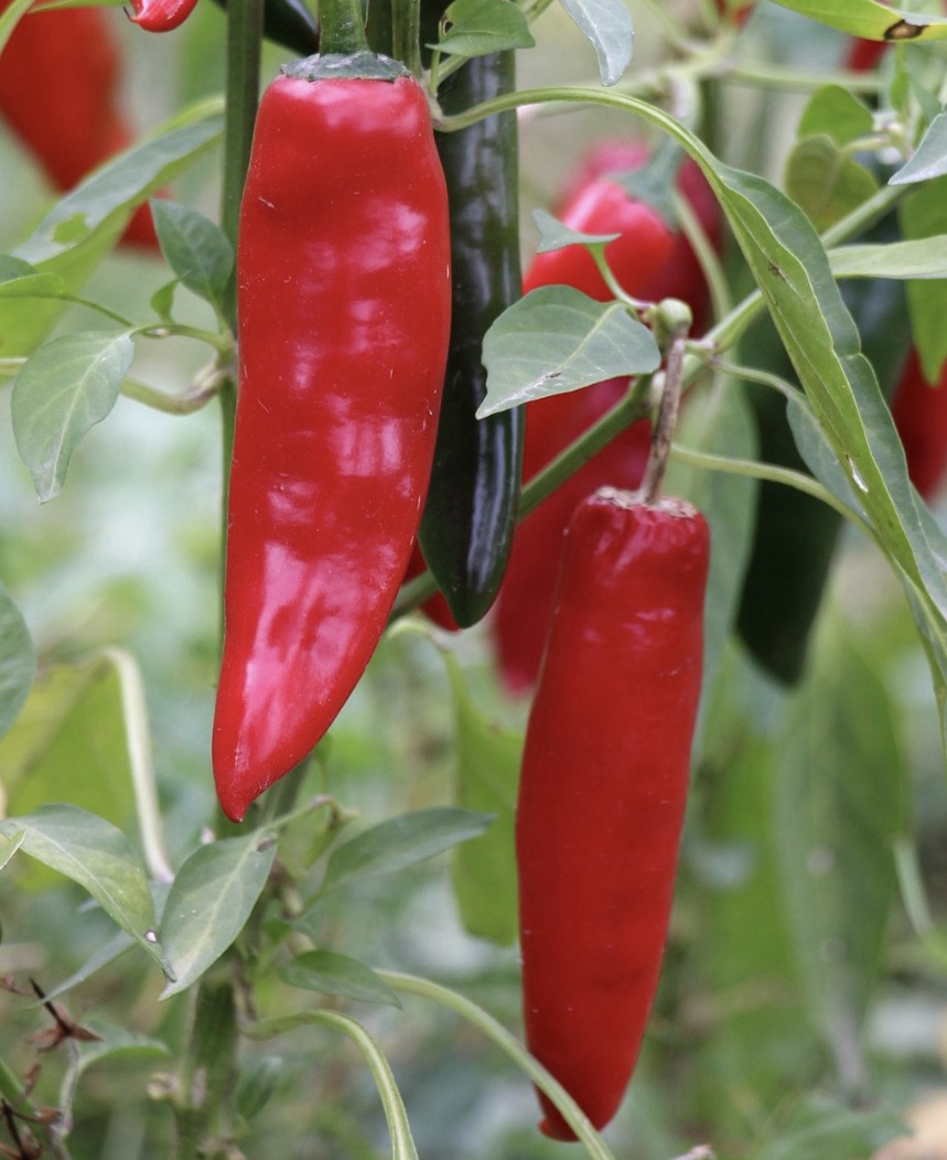 Paprika 2-3 stk (ca 300gram)