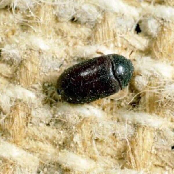 Top 15 little black bugs in house 2022