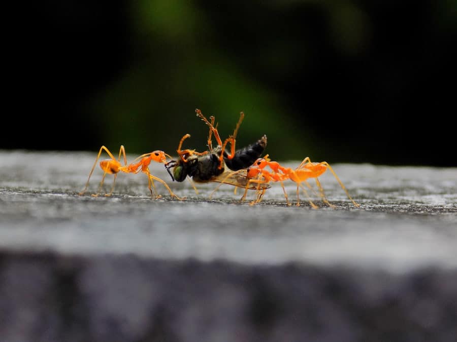 How to get rid of tiny red ants